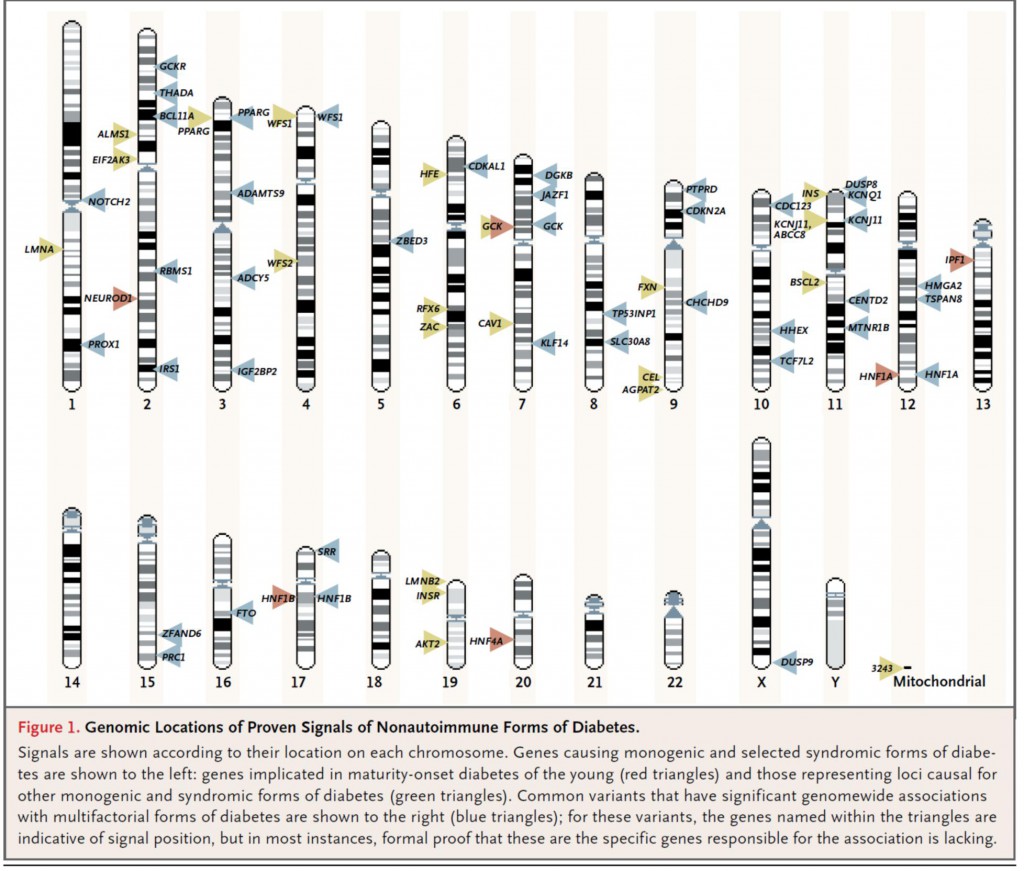 图3. 非免疫性糖尿病的基因组信号位点定位图（引自：McCarthy MI. Genomics, type 2 diabetes, and obesity. The New England journal of medicine 2010;363:2339-50.）